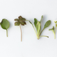 Image for article titled The Best Herb and Produce Keepers for Every Fridge
